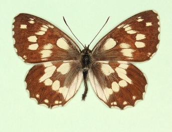 nicoleti Marbled White (Melanargia galathea)