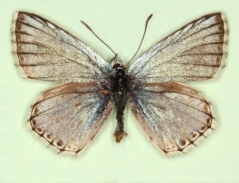 metallica Chalkhill Blue (Polyommatus (Lysandra) coridon)