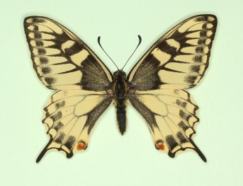 Swallowtails (Papilionidae)