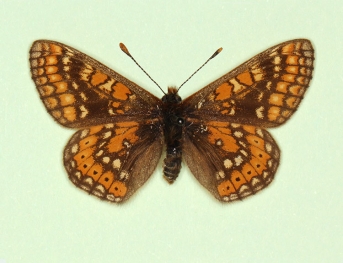 transversa Marsh Fritillary (Euphydryas aurinia)