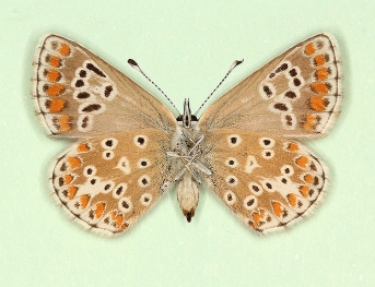 elongata Brown Argus (Aricia agestis)
