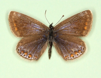 anticoelunata + caeruleolunulata Common Blue (Polyommatus (Lysandra) icarus)