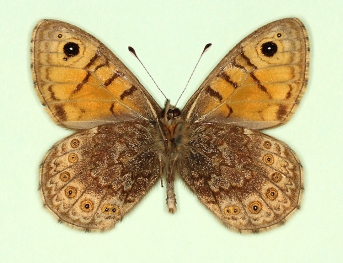 ab. nov Wall (Lassiommata megaera)