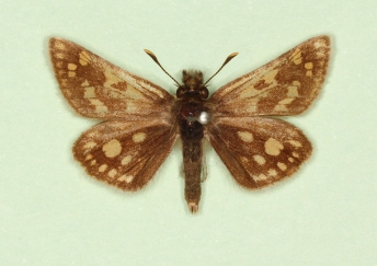 ab. nov Chequered Skipper (Carterocephalus palaemon)