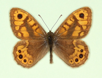 operta Wall (Lassiommata megaera)