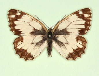 aperta Marbled White (Melanargia galathea)