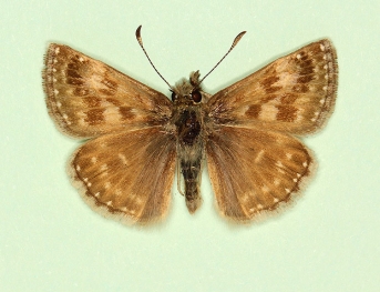 fulva Dingy Skipper (Erynnis tages)