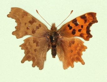 nov Comma (Polygonia c-album)