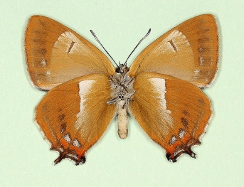 nov Brown Hairstreak (Thecla betulae)