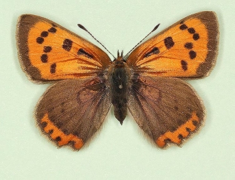 elongata Small Copper (Lycaena phlaeas)