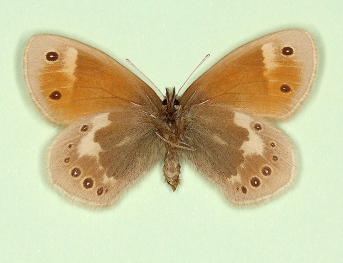 ejecta Large heath (Coenonympha tullia)