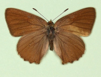 pathological Green Hairstreak (Callophrys rubi)
