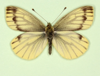 flava + continua Green-veined White (Pieris napi)