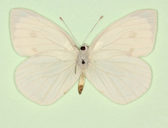 albinensis Large White (Pieris brassicae)