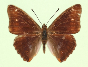 lugenda Purple Emperor (Apatura iris)