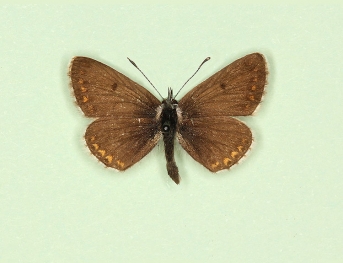 lilliputana Brown Argus (Aricia agestis)