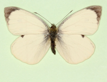 marginata Large White (Pieris brassicae)