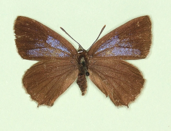ab. nov Purple Hairstreak (Neozephyrus quercus)