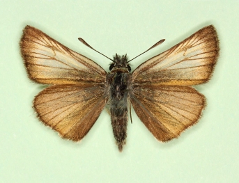 pallida Small Skipper (Thymelicus sylvestris)