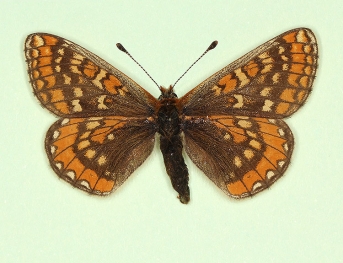impunctata Marsh Fritillary (Euphydryas aurinia)