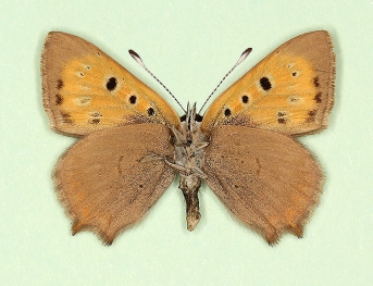 subtus-caeca Small Copper (Lycaena phlaeas)