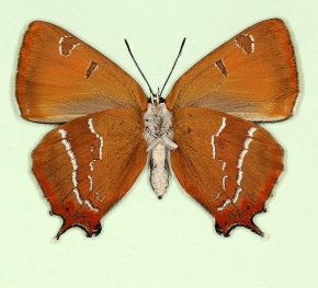 virgata Brown Hairstreak (Thecla betulae)