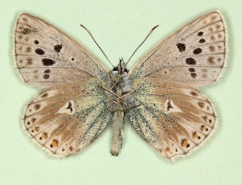 postlunulata + antiobsoleta + postcaeca Chalkhill Blue (Polyommatus (Lysandra) coridon)