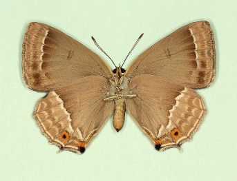 ab. nov Purple Hairstreak (Neozephyrus quercus)