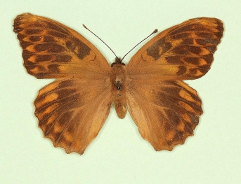 ocellata Silver-washed Fritillary (Argynnis paphia)