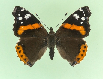 sordida + ocellata Red Admiral (Vanessa atalanta)