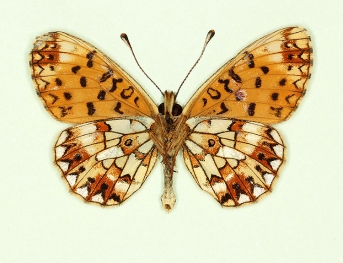 infraclara Small Pearl-bordered Fritillary (Boloria selene)