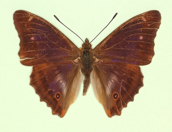 lugenda Purple Emperor (Apatura iris)