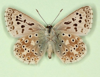 antijuncta + basielongata Chalkhill Blue (Polyommatus (Lysandra) coridon)