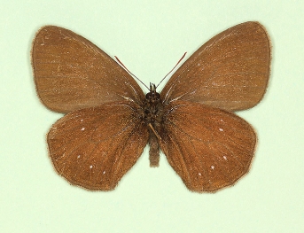antiobsoleta + arete Ringlet (Aphantopus hyperanthus)