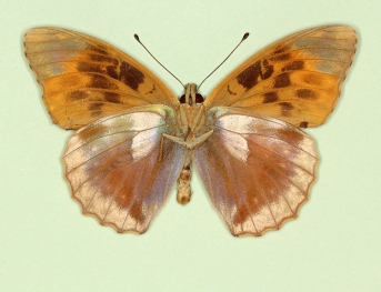 ocellata Silver-washed Fritillary (Argynnis paphia)