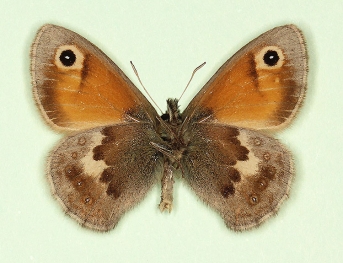 anticrassipuncta Small Heath (Coenonympha pamphilus)