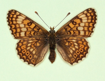pallida Glanville Fritillary (Melitaea cinxia)
