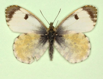 schepdaeli Orange-tip (Anthocharis cardamines)