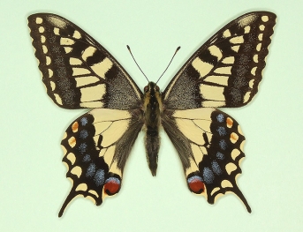 subsphyroides Swallowtail (Papilio machaon)