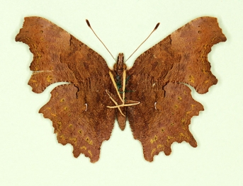 castanea + extincta Comma (Polygonia c-album)