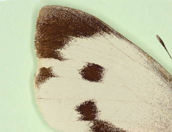 homoeotic Large White (Pieris brassicae)