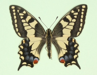 clavatus Swallowtail (Papilio machaon)