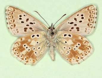 semicostajuncta + glomerata Chalkhill Blue (Polyommatus (Lysandra) coridon)