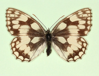 punctellata Marbled White (Melanargia galathea)