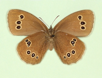 marpurgensis Ringlet (Aphantopus hyperanthus)