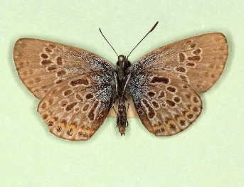 glomerata + costo-retrojuncta Silver-studded Blue (Plebejus argus)