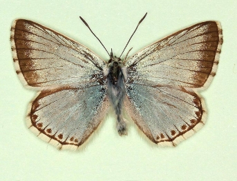 ultraviridescens Chalkhill Blue (Polyommatus (Lysandra) coridon)