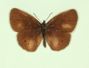 pathological Ringlet (Aphantopus hyperanthus)