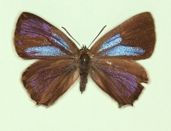 gynandromorph Purple Hairstreak (Neozephyrus quercus)