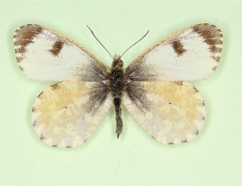 qudri Orange-tip (Anthocharis cardamines)